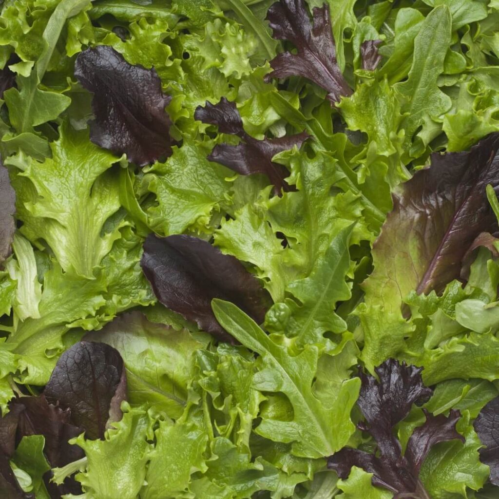 Red Leaf Lettuce - Vegetable Facts | Taylor Farms