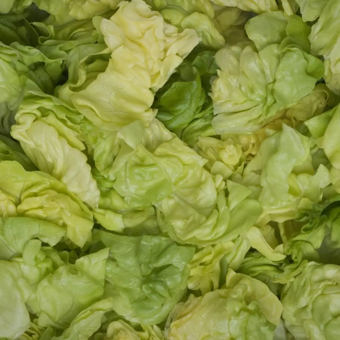 butter-lettuce-vegetable-facts-taylor-farms