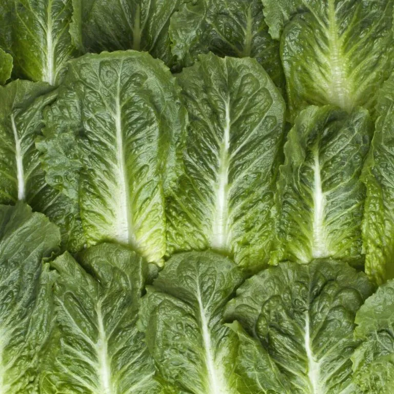 Fresh Romaine lettuce leaves, ideal for salads and healthy dishes, with vibrant green color and crisp texture.