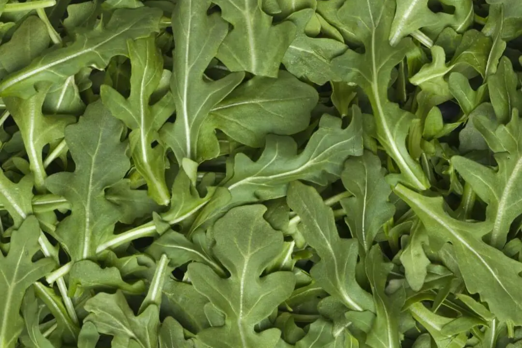 Fresh arugula leaves ready for salads and healthy dishes.