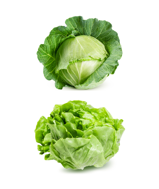 cabbage and lettuce